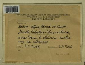 Plagiomnium affine (Blandow ex Funck) T.J. Kop., Bryophytes, Bryophytes - Moscow City & Moscow Oblast (B6a) (Russia)