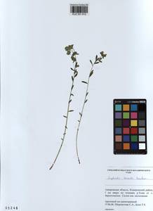 KUZ 001 612, Euphorbia borealis Baikov, Siberia, Altai & Sayany Mountains (S2) (Russia)