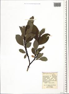 Salix pantosericea Görz, Caucasus, Krasnodar Krai & Adygea (K1a) (Russia)