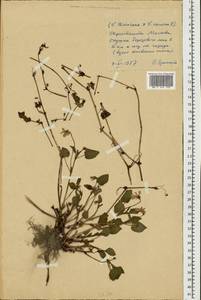Viola ×kiliensis E. H. L. Krause, Eastern Europe, Moscow region (E4a) (Russia)