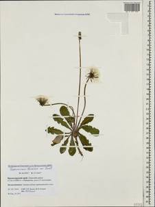 Taraxacum thracicum Soest, Caucasus, Krasnodar Krai & Adygea (K1a) (Russia)