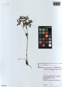 KUZ 000 168, Geranium sibiricum L., Siberia, Altai & Sayany Mountains (S2) (Russia)