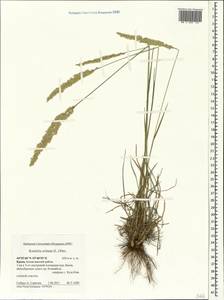 Koeleria pyramidata (Lam.) P.Beauv., Crimea (KRYM) (Russia)