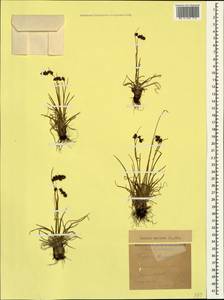 Luzula spicata (L.) DC., Caucasus, Krasnodar Krai & Adygea (K1a) (Russia)