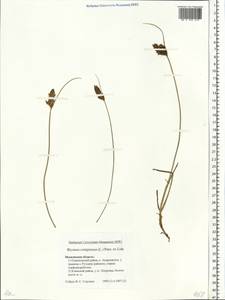 Blysmus compressus (L.) Panz. ex Link, Eastern Europe, Moscow region (E4a) (Russia)