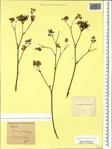 Chaerophyllum macrospermum (Willd. ex Spreng.) Fisch. & C. A. Mey., Caucasus, Armenia (K5) (Armenia)