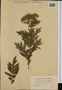 Tanacetum macrophyllum (Waldst. & Kit.) Sch. Bip., Western Europe (EUR) (Croatia)