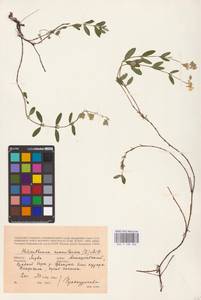 Helianthemum nummularium (L.) Mill., Eastern Europe, Lithuania (E2a) (Lithuania)
