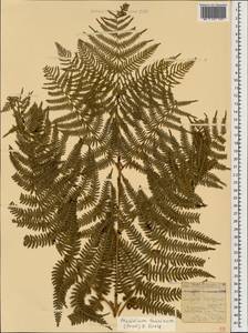 Pteridium aquilinum subsp. aquilinum, Caucasus, Georgia (K4) (Georgia)