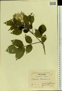 Sambucus nigra L., Eastern Europe, Moldova (E13a) (Moldova)