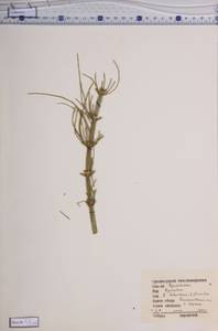 Equisetum fluviatile L., Siberia, Central Siberia (S3) (Russia)