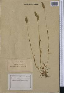 Anthoxanthum aristatum Boiss., Western Europe (EUR) (France)