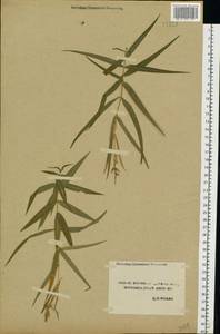 Rabelera holostea (L.) M. T. Sharples & E. A. Tripp, Eastern Europe, Central forest-and-steppe region (E6) (Russia)