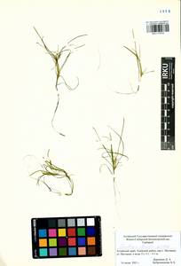 Najas flexilis (Willd.) Rostk. & W.L.E.Schmidt, Siberia, Altai & Sayany Mountains (S2) (Russia)