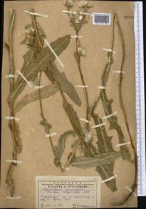Sonchus arvensis subsp. uliginosus (M. Bieb.) Nyman, Middle Asia, Syr-Darian deserts & Kyzylkum (M7) (Kazakhstan)