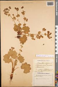 Alchemilla propinqua H. Lindb. ex Juz., Eastern Europe, Latvia (E2b) (Latvia)