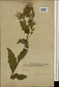 Cirsium alatum (S. G. Gmel.) Bobrov, Caucasus, Azerbaijan (K6) (Azerbaijan)