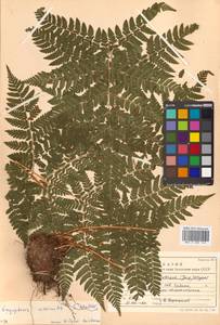 Dryopteris dilatata subsp. dilatata, Siberia, Russian Far East (S6) (Russia)