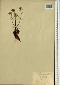 Clematis, South Asia, South Asia (Asia outside ex-Soviet states and Mongolia) (ASIA) (Japan)