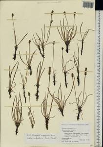 Plantago maritima L., Eastern Europe, Northern region (E1) (Russia)