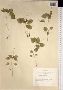 Circaea alpina L., Siberia, Altai & Sayany Mountains (S2) (Russia)