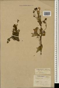 Campanula sarmatica Ker Gawl., Caucasus, North Ossetia, Ingushetia & Chechnya (K1c) (Russia)