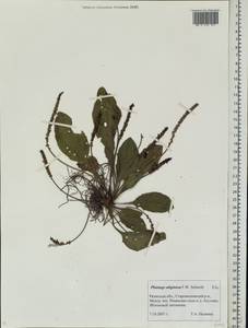 Plantago uliginosa F. W. Schmidt, Eastern Europe, Central region (E4) (Russia)