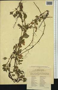 Ludwigia palustris (L.) Elliott, Western Europe (EUR) (Slovakia)