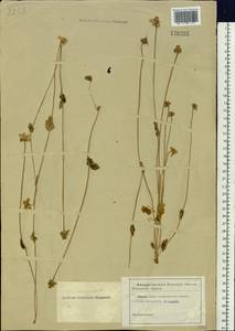 Parnassia palustris L., Siberia (no precise locality) (S0) (Russia)