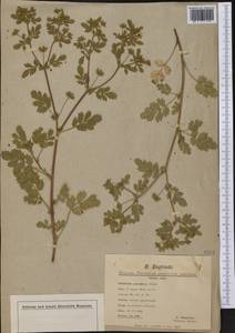 Potentilla supina subsp. paradoxa (Nutt. ex Torr. & A. Gray) Soják, America (AMER) (Not classified)