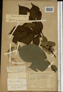 Ulmus glabra, Eastern Europe, Central forest-and-steppe region (E6) (Russia)
