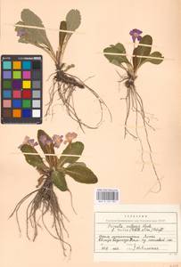 Primula vulgaris Huds., Crimea (KRYM) (Russia)