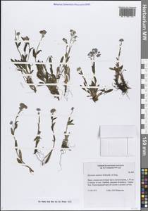 Myosotis asiatica (Vestergr. ex Hultén) Schischk. & Serg., Siberia, Western Siberia (S1) (Russia)