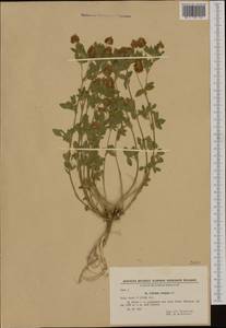 Trifolium aureum Pollich, Western Europe (EUR) (Bulgaria)