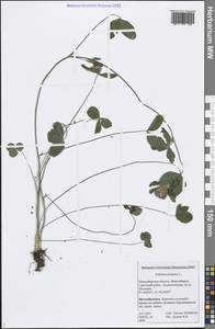 Trifolium pratense L., Siberia, Western Siberia (S1) (Russia)