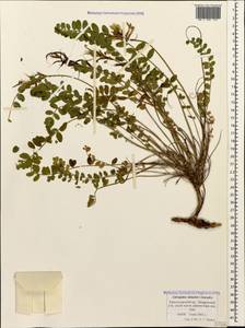Astragalus somcheticus C. Koch, Caucasus, Black Sea Shore (from Novorossiysk to Adler) (K3) (Russia)