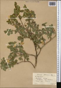 Lonicera altmannii Regel & Schmalh., Middle Asia, Western Tian Shan & Karatau (M3) (Kazakhstan)