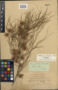 Calligonum eriopodum subsp. turkmenorum Soskov & A. Astan., Middle Asia, Karakum (M6) (Turkmenistan)