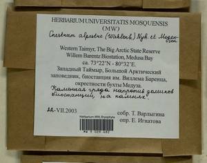 Cnestrum alpestre (Wahlenb.) Nyholm, Bryophytes, Bryophytes - Krasnoyarsk Krai, Tyva & Khakassia (B17) (Russia)