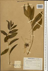 Polygonatum glaberrimum K.Koch, Caucasus (no precise locality) (K0)