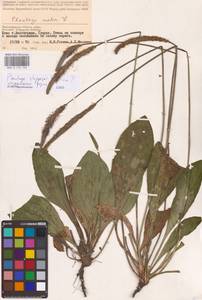 Plantago urvillei Opiz, Eastern Europe, Lower Volga region (E9) (Russia)