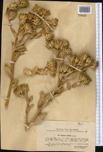 Arctium triflorum (Schrenk) Kuntze, Middle Asia, Northern & Central Tian Shan (M4) (Kazakhstan)