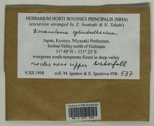 Dicranoloma cylindrothecium (Mitt.) Sakurai, Bryophytes, Bryophytes - Asia (outside ex-Soviet states) (BAs) (Japan)