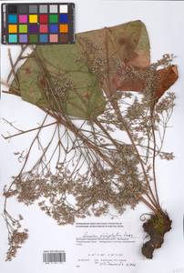 Limonium platyphyllum Lincz., Eastern Europe, South Ukrainian region (E12) (Ukraine)