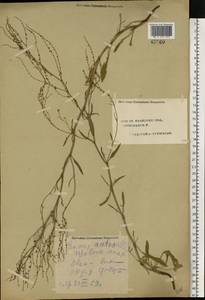 Rumex acetosella L., Eastern Europe, Central forest region (E5) (Russia)