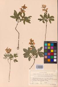 Corydalis cava (L.) Schweigg. & Körte, Eastern Europe, Central forest-and-steppe region (E6) (Russia)