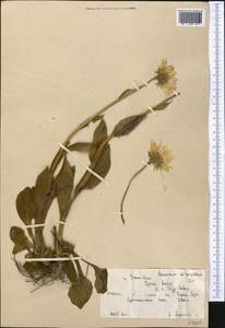 Doronicum oblongifolium A. DC., Middle Asia, Northern & Central Tian Shan (M4) (Kyrgyzstan)
