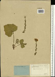 Tussilago farfara L., Eastern Europe, Moscow region (E4a) (Russia)