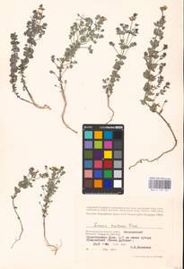 MHA 0 159 184, Linaria cretacea Fisch. ex Spreng., Eastern Europe, Lower Volga region (E9) (Russia)