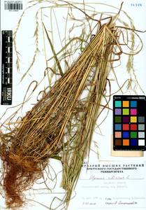 Elymus sibiricus L., Siberia, Baikal & Transbaikal region (S4) (Russia)